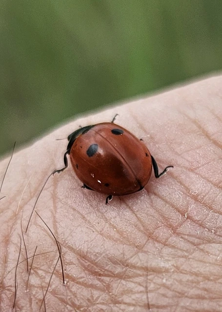 Coccinella septempunctata - hétpettyes katica