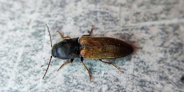 Elateridae - pattanóbogárfélék