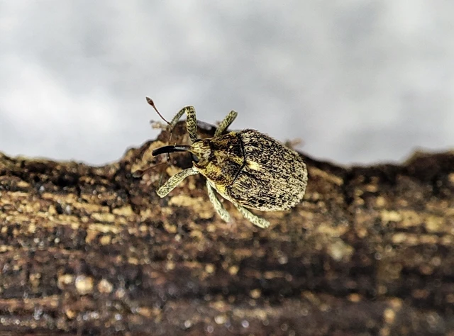 Ceutorhynchus pallidactylus - szőrös repce-ceutormányos