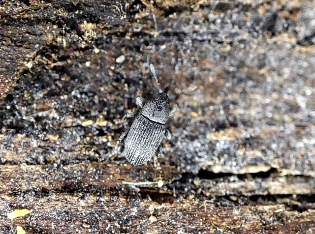 Tychius tibialis - fekete tímárormányos