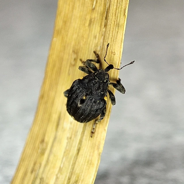 Stenocarus ruficornis - mákgyökérormányos