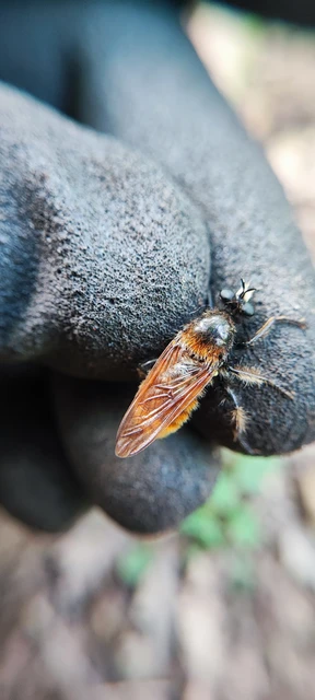Asilidae - rablólégyfélék