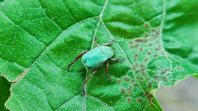 Hoplia dilutipes