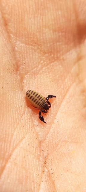 Pseudoscorpionida - Álskorpiók