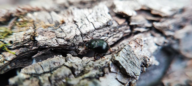 Odonteus armiger - mozgószarvú álganéjtúró