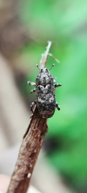 Gasterocercus depressirostris - laposorrú ormányos