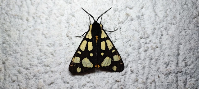 Arctia villica - fekete medvelepke