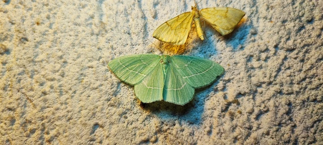 Hemistola chrysoprasaria - kékes zöldaraszoló