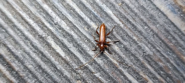 Axinopalpis gracilis - kecses selymescincér