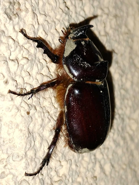 Oryctes nasicornis - orrszarvú bogár