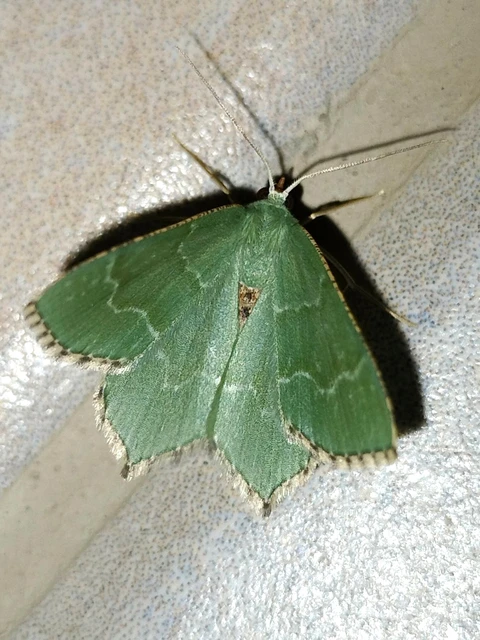 Hemithea aestivaria - nyír-zöldaraszoló