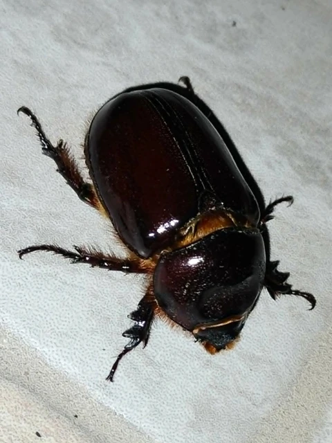 Oryctes nasicornis - orrszarvú bogár