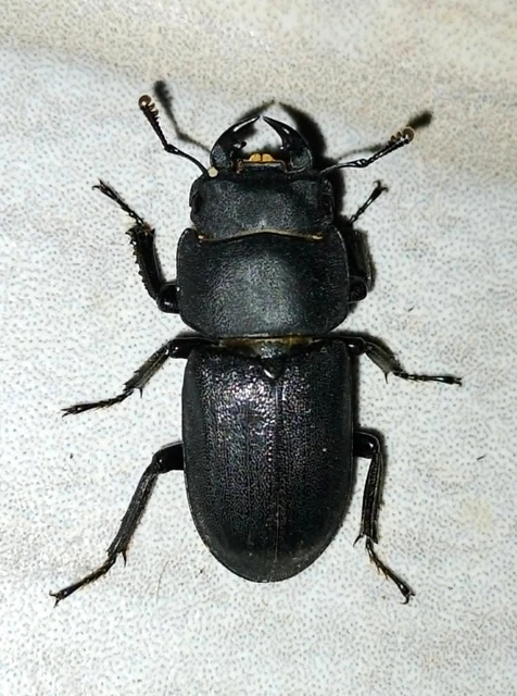 Dorcus parallelipipedus - kis szarvasbogár