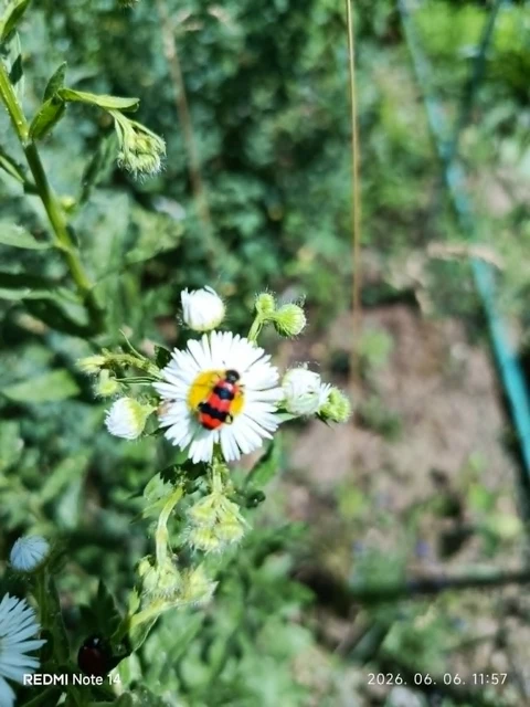 Trichodes apiarius - szalagos méhészbogár
