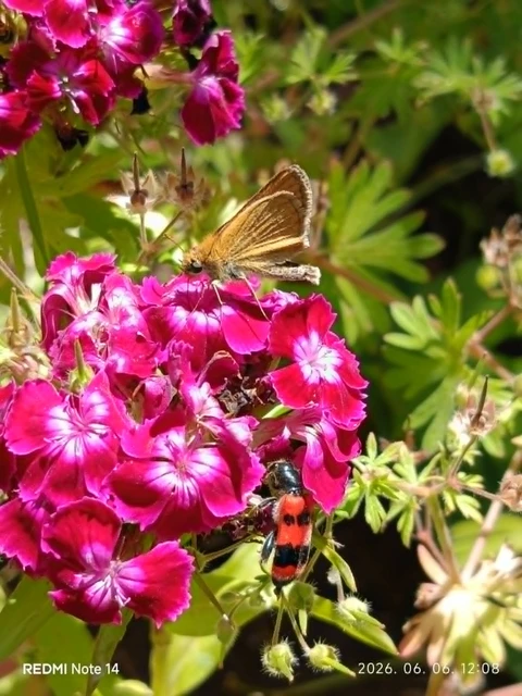 Thymelicus