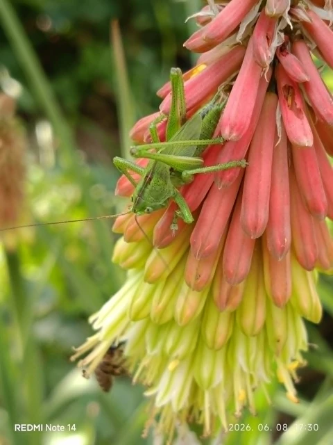 Tettigonia viridissima - zöld lombszöcske Tettigonia viridissima - zöld lombszöcske
