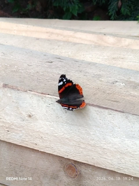 Vanessa atalanta - atalantalepke