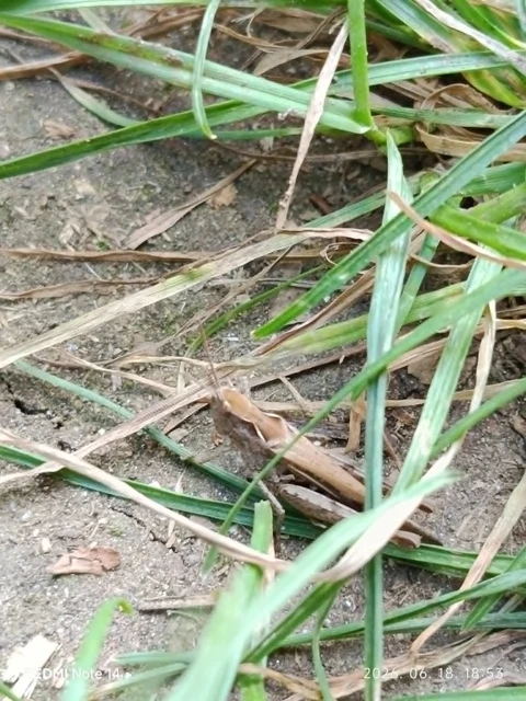 Chorthippus