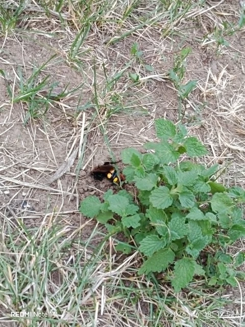 Megascolia maculata - óriás-tőrösdarázs