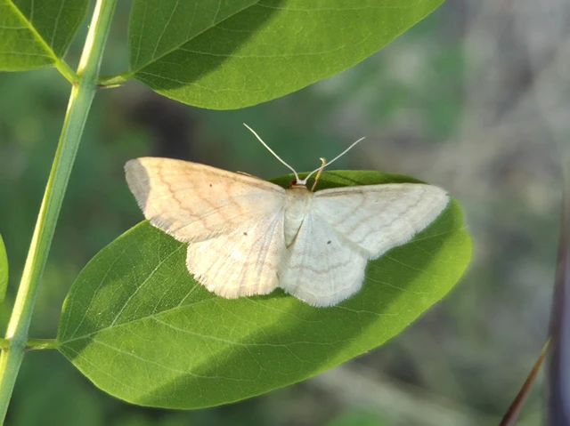 Idaea rufaria - vörhenyes sávosaraszoló
