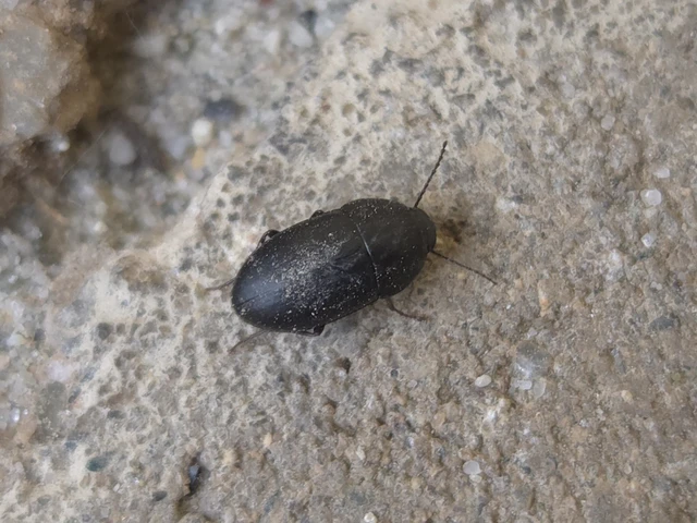 Crypticus quisquilius - fürge gyászbogár