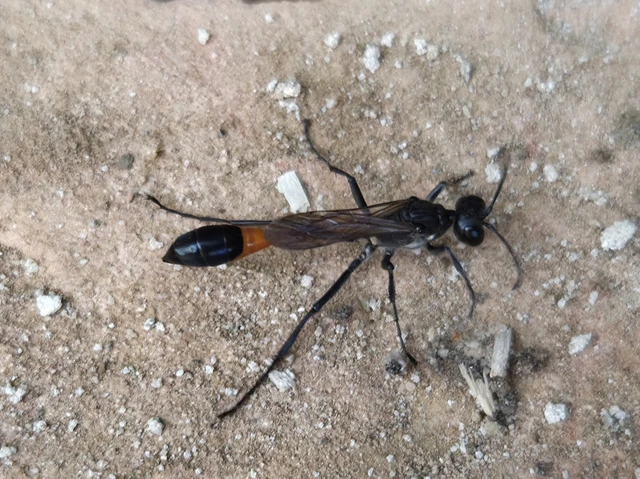 Ammophila