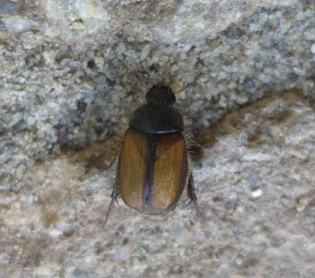 Omaloplia spireae - bajnóca-kiscserebogár