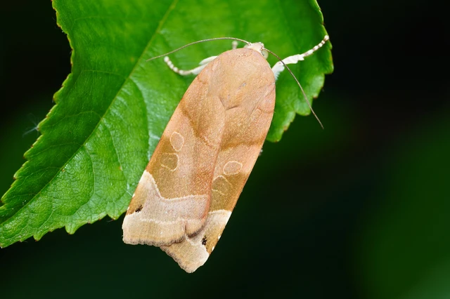 Noctua fimbriata - szélessávú sárgafűbagoly