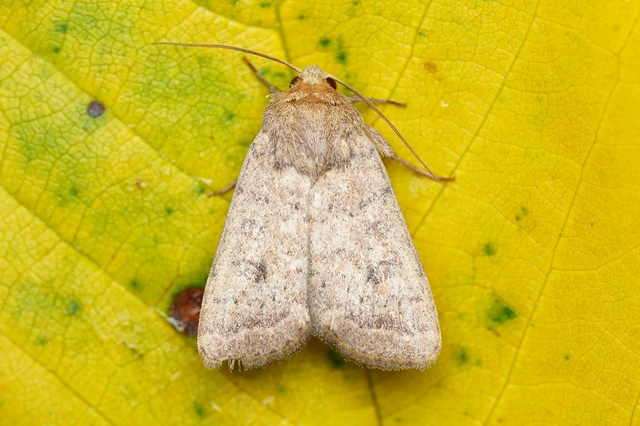 Hoplodrina