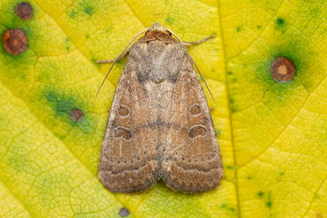 Hoplodrina octogenaria - barna selymesbagoly
