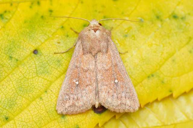 Mythimna albipuncta - fehérpettyes rétibagoly