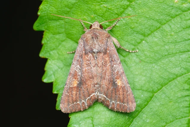 Lacanobia oleracea - saláta-kertibagoly