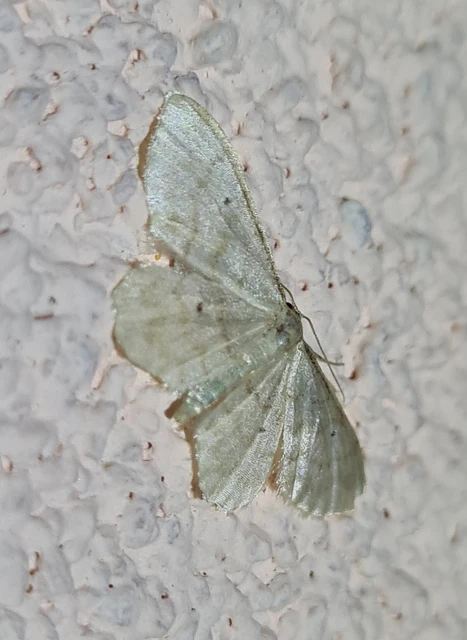 Idaea fuscovenosa - szürkeszélű apróaraszoló