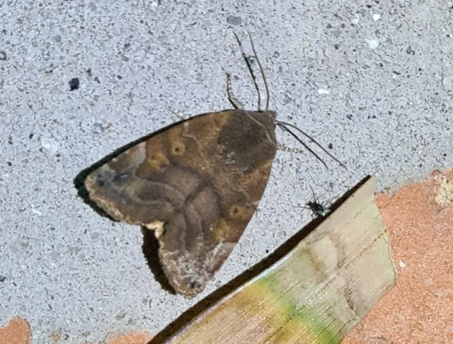 Cosmia affinis - barna lombbagoly