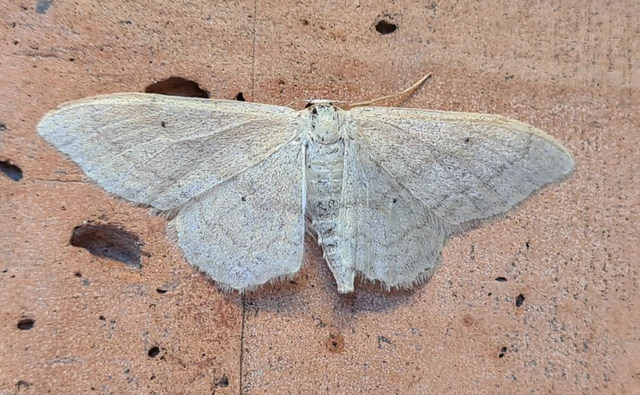 Idaea deversaria - egyszínű sávosaraszoló