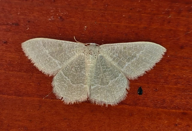 Phaiogramma etruscaria - fehérpettyes zöldaraszoló