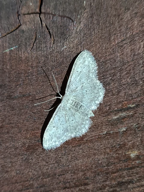 Idaea seriata - szürke apróaraszoló