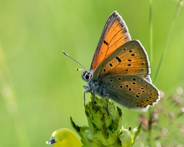 Lycaena hippothoe - havasi tűzlepke