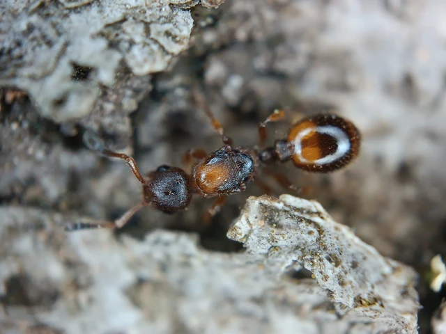 Temnothorax ravouxi - rabszolgatartó kéreghangya