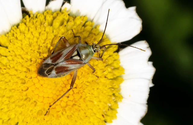 Calocoris roseomaculatus