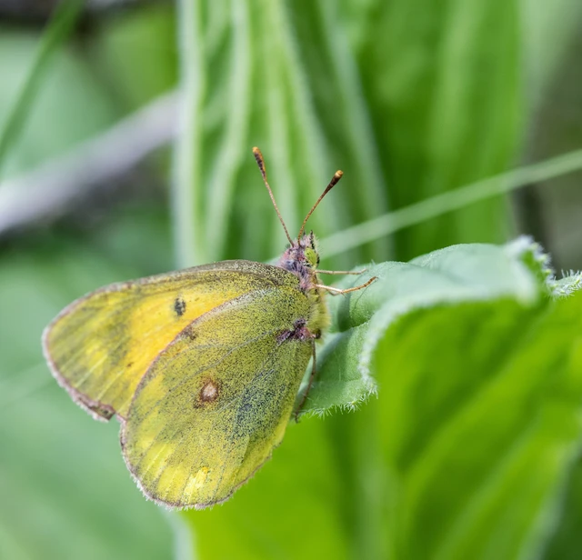 Colias myrmidone - narancslepke