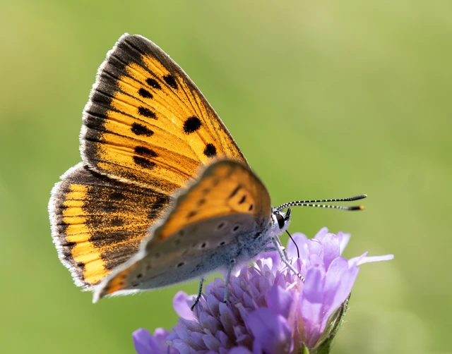 Lycaena dispar rutilus - nagy tűzlepke