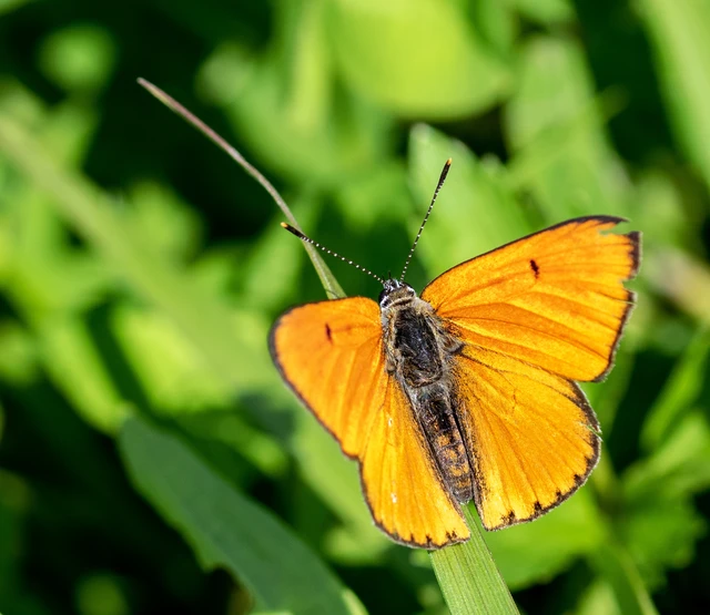 Lycaena dispar rutilus - nagy tűzlepke