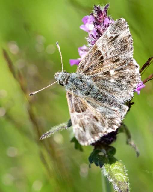 Carcharodus floccifera - pemetefű-busalepke