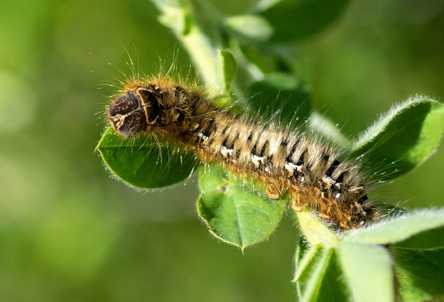 Lasiocampa quercus - tölgyfaszövő