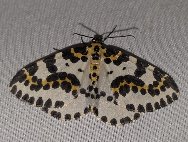 Abraxas grossulariata - köszméte-araszoló
