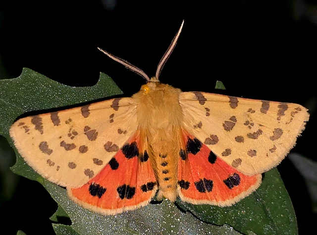 Rhyparia purpurata - bíborszínű medvelepke