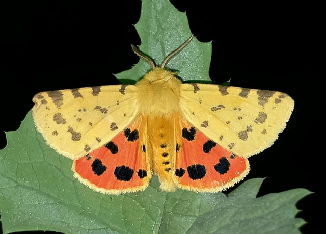 Rhyparia purpurata - bíborszínű medvelepke