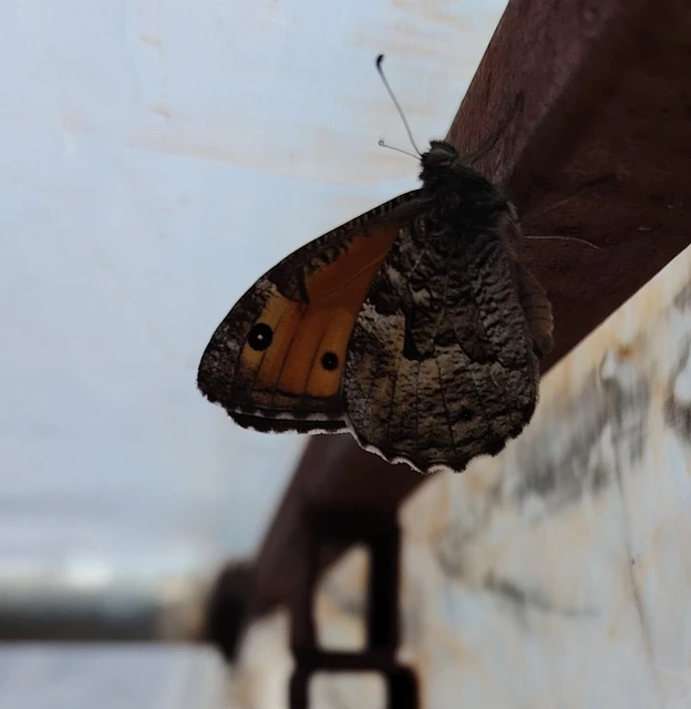 Hipparchia semele - barna szemeslepke