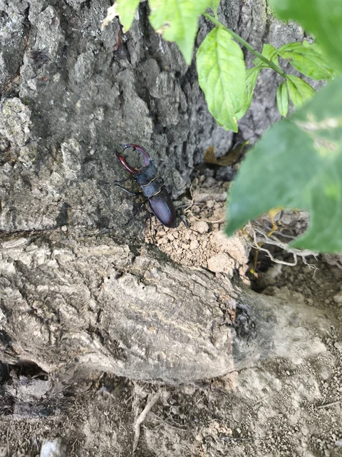 Lucanus cervus - nagy szarvasbogár